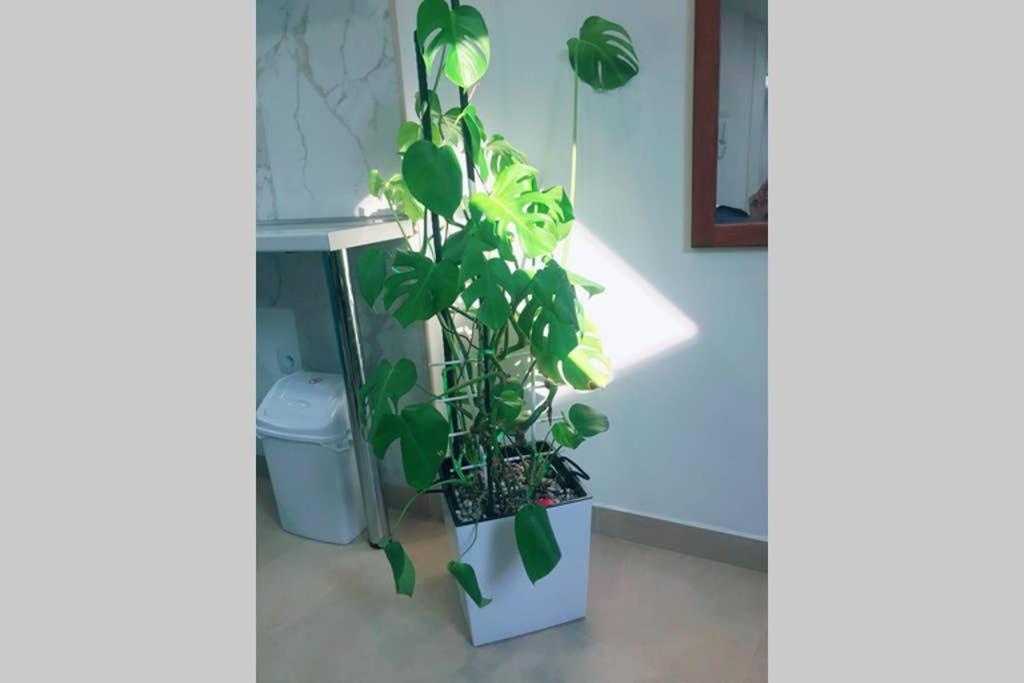 Apartman Santorini Novi Sad Extérieur photo